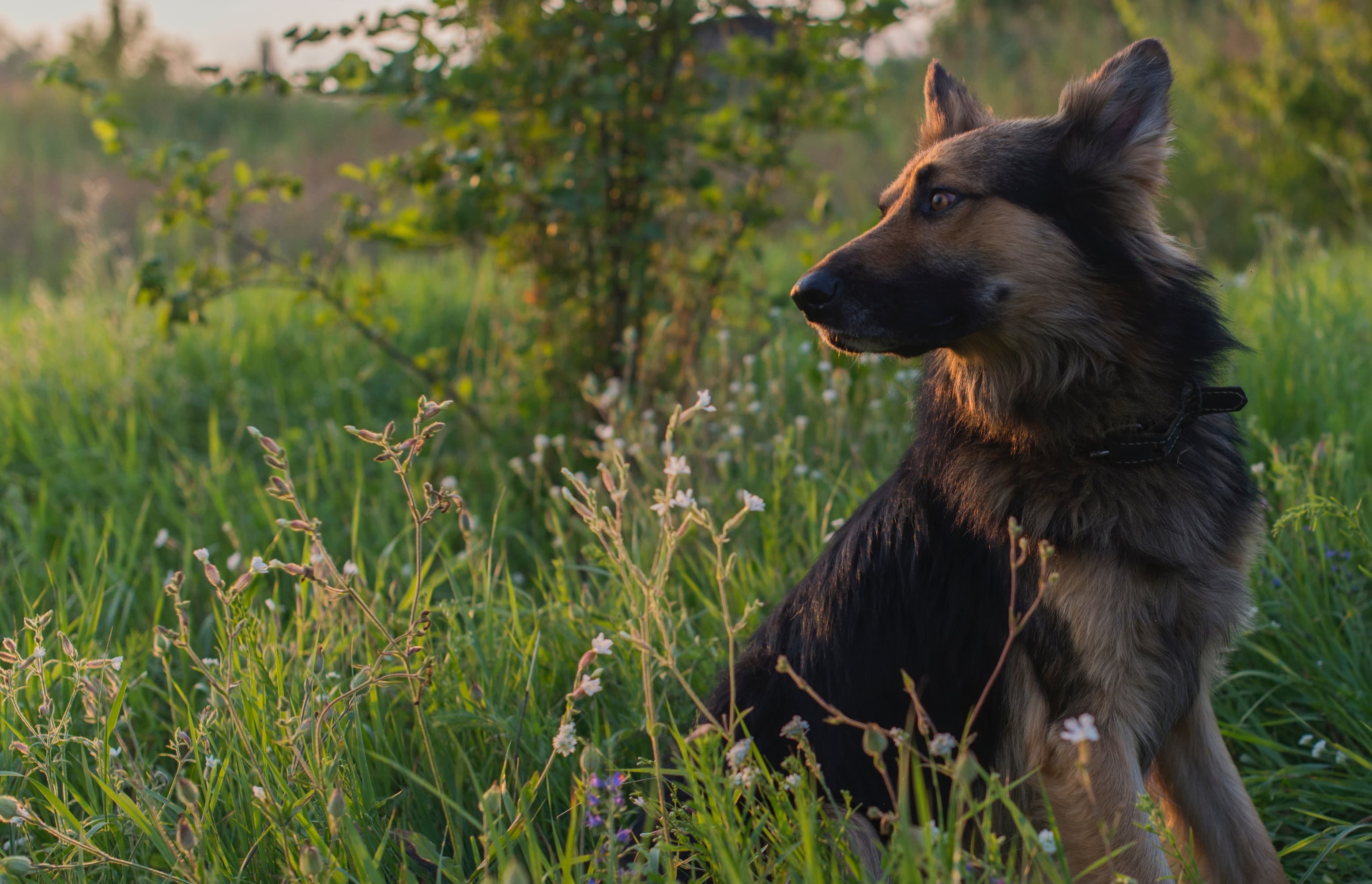 A dog in a grassy field